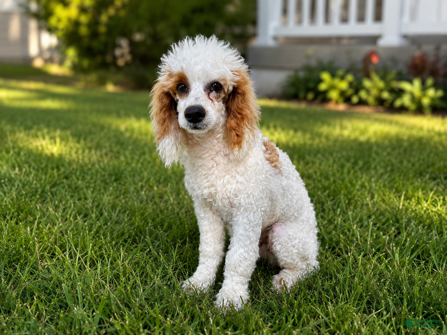 Miniature Poodle dogs Leo - Ad 2