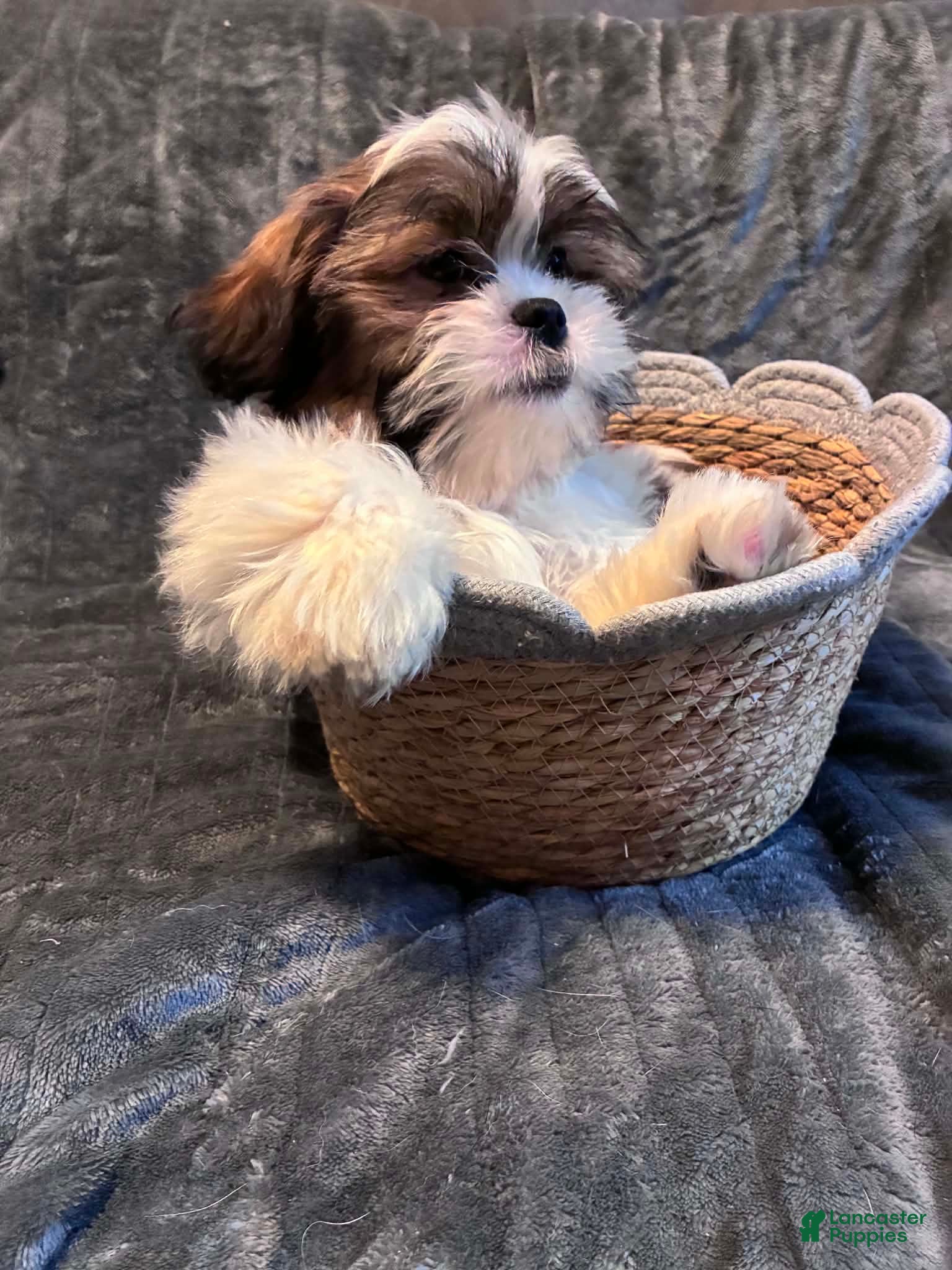 Shih Tzu dogs Nutmeg - Ad 2