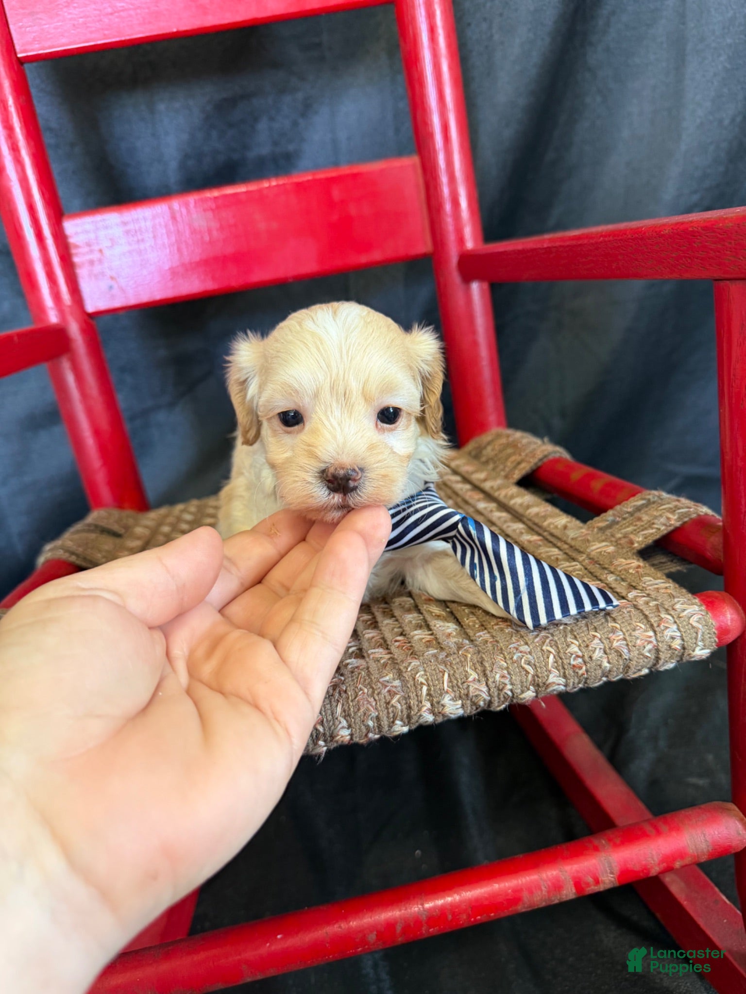 Maltipoo dogs Maltipoo Boy! Blue Tie - Ad 20