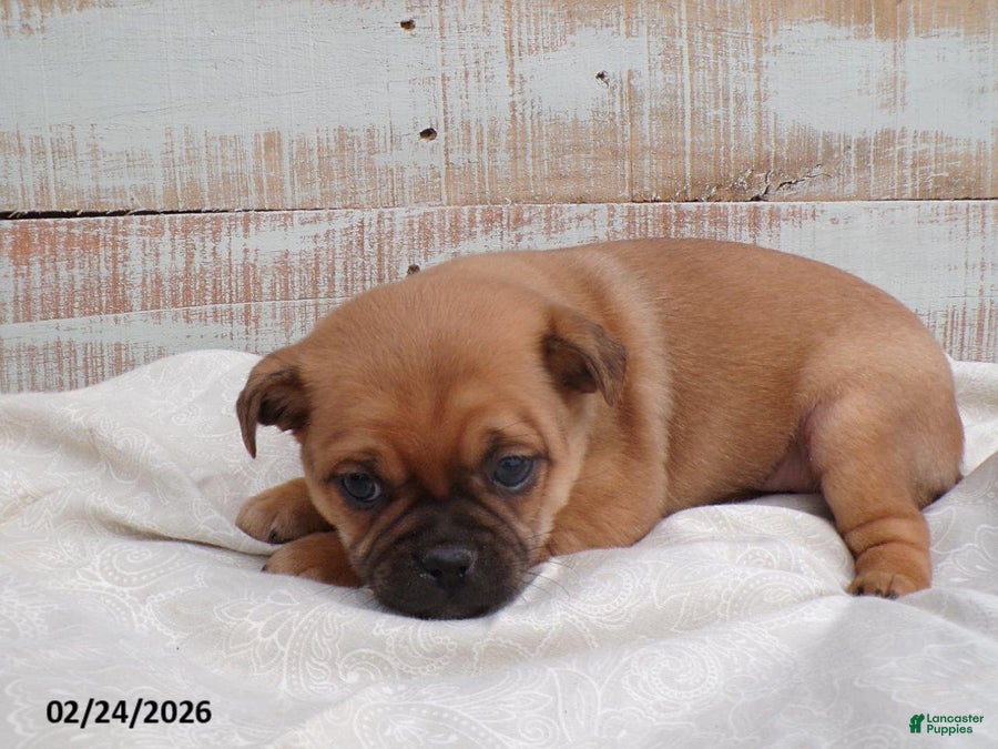 Mixed Breed dogs Pansy - Ad 2