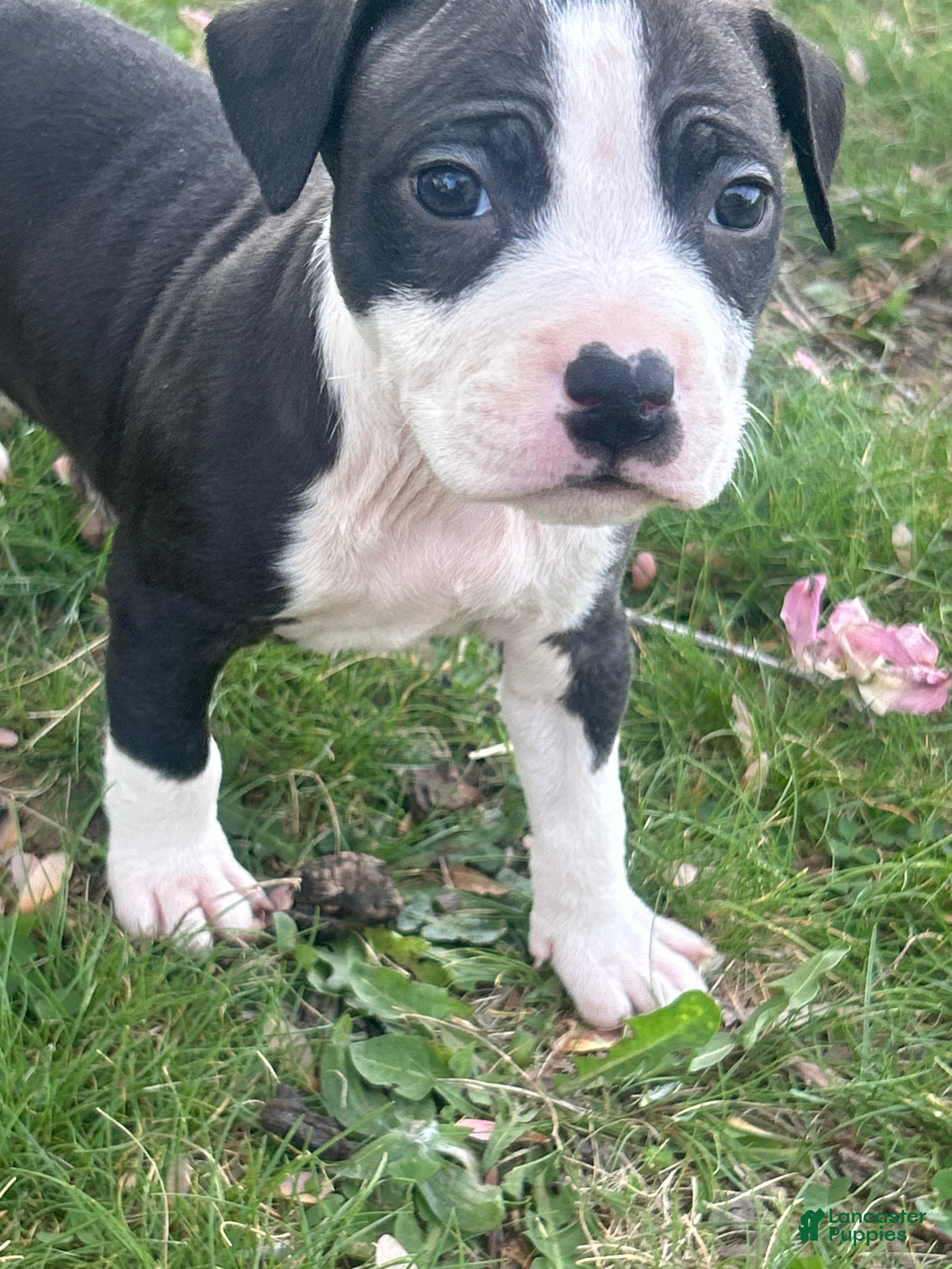 American Bully dogs American Bully Puppy 5 - Ad 32