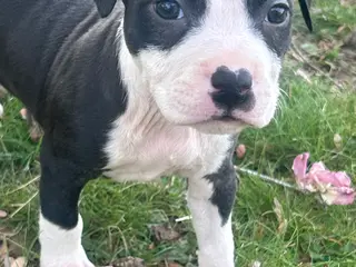 American Bully dogs American Bully Puppy 5 - Ad 32