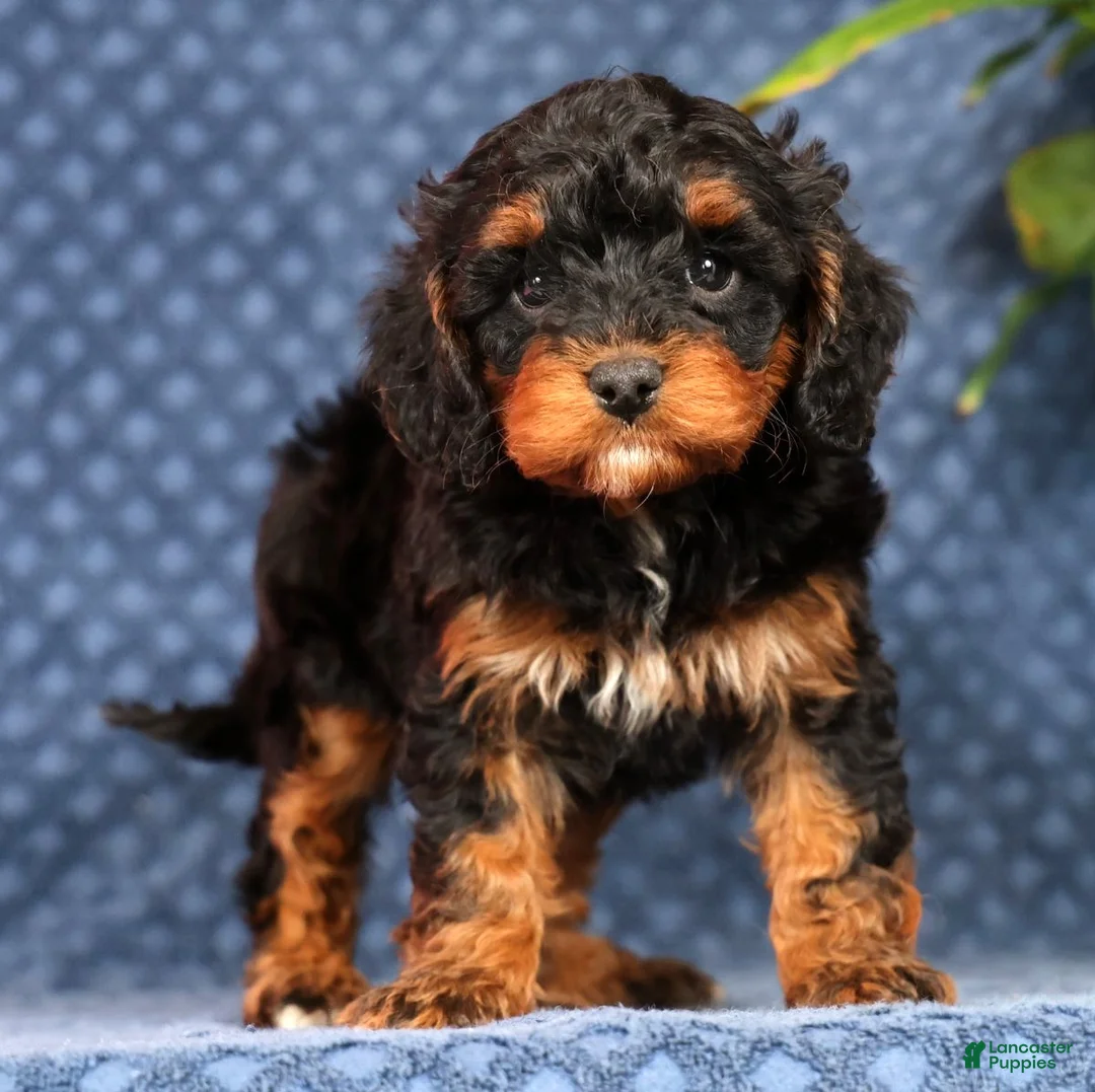 Cavapoo dogs for sale: Quinn - Ad 1