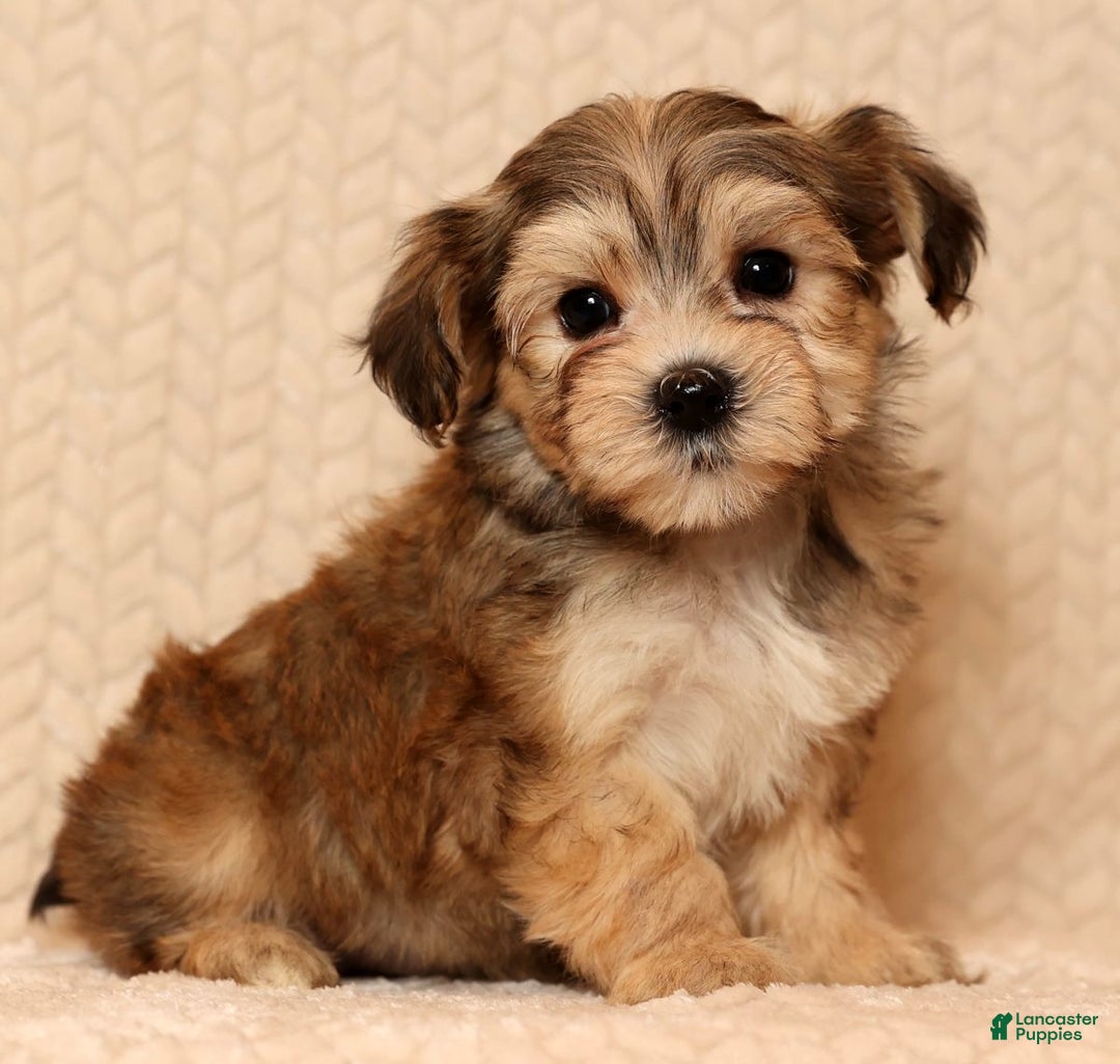 Yochon dogs for sale: Fluffy - Ad 1