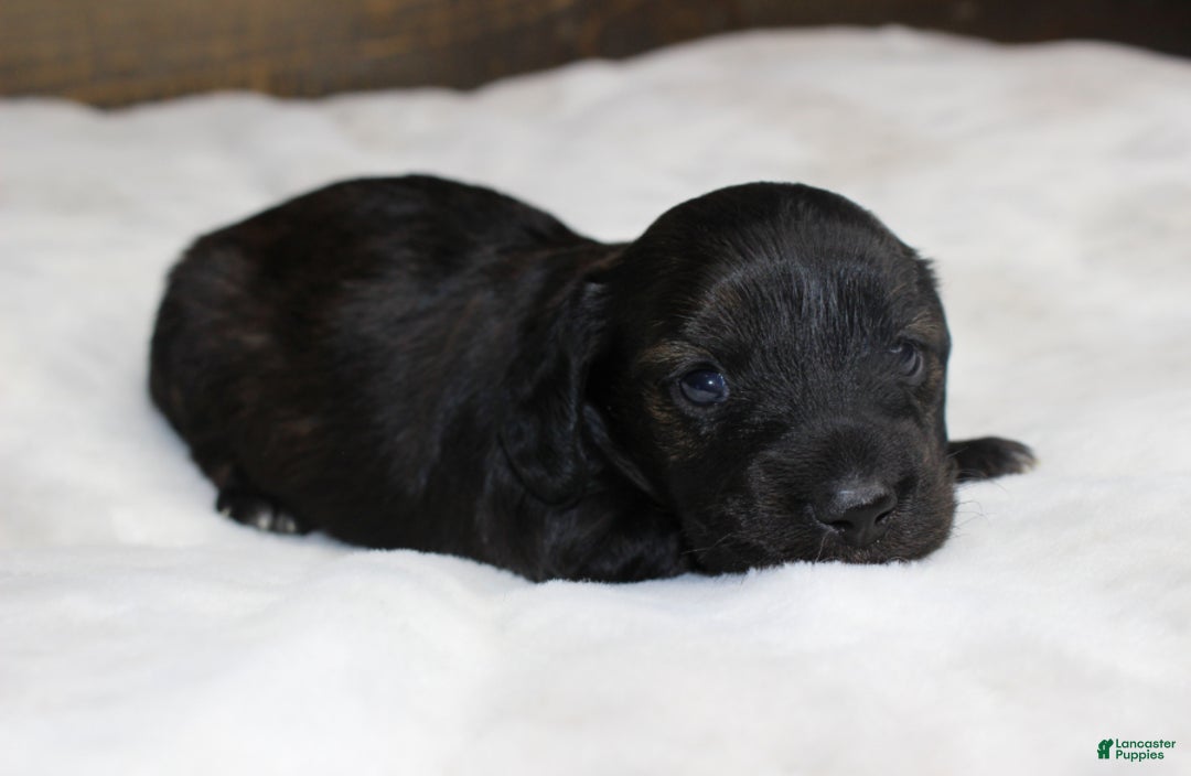 Dachshund dogs for sale: Abby - Ad 4