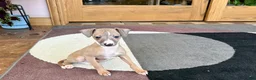 Italian Greyhound dogs for sale: Fawn male Italian Greyhound Puppy 1 - Ad 8