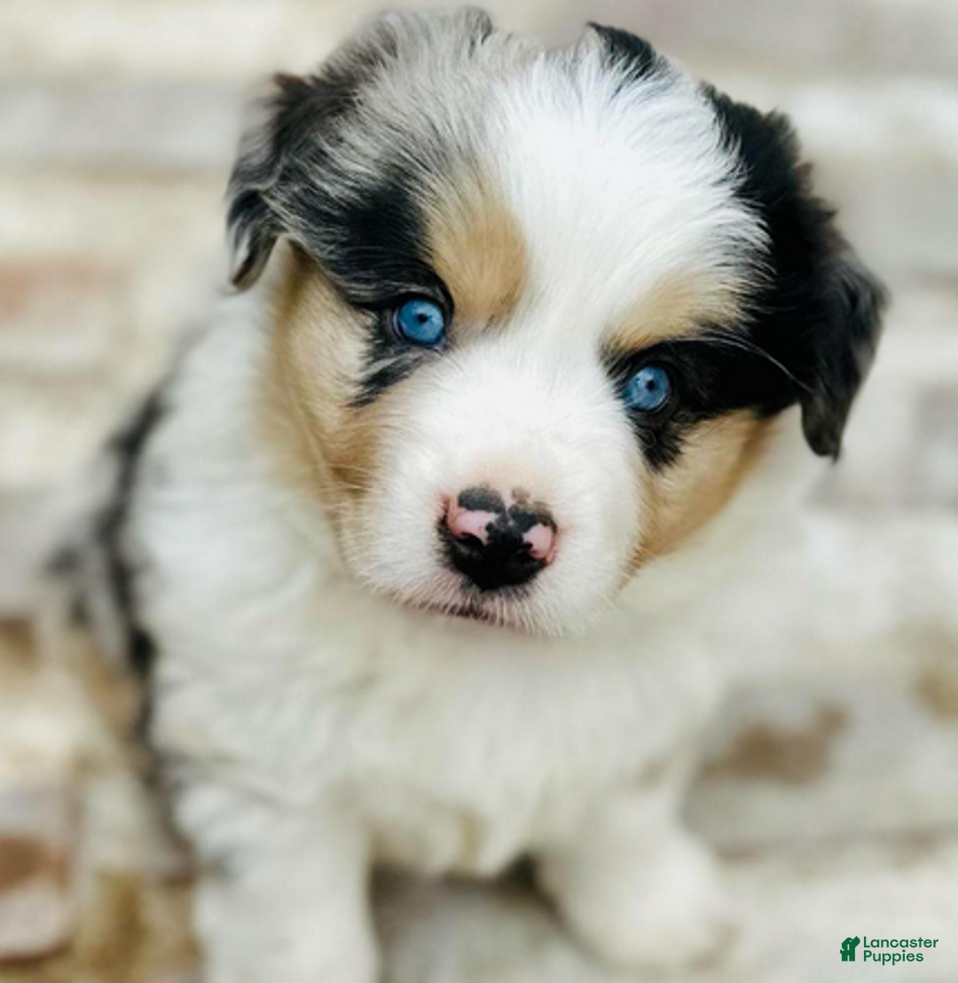 Miniature Australian Shepherd dogs for sale: Grant - Ad 2