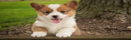 Welsh Corgi Pembroke dogs for sale: Woody - Ad 5