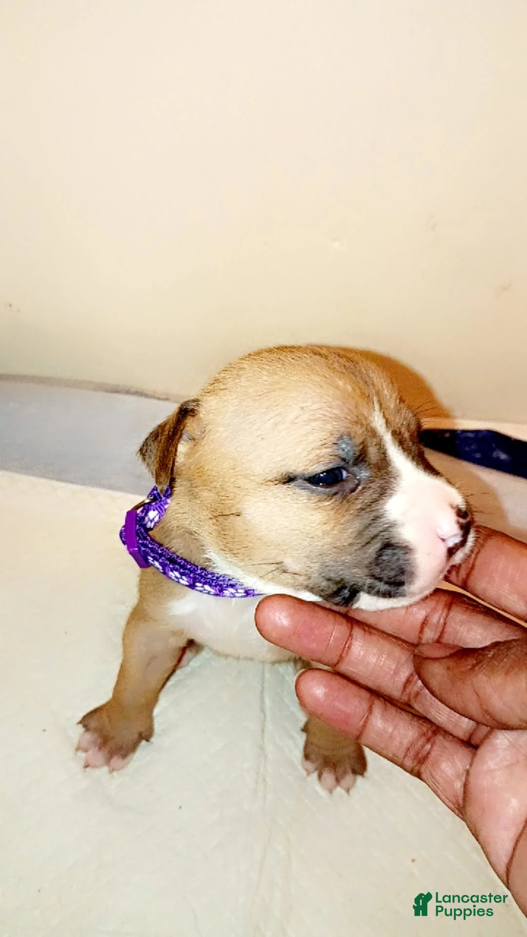 Mixed Breed dogs for sale: Mixed Breed Puppy 1(Millie) - Ad 2