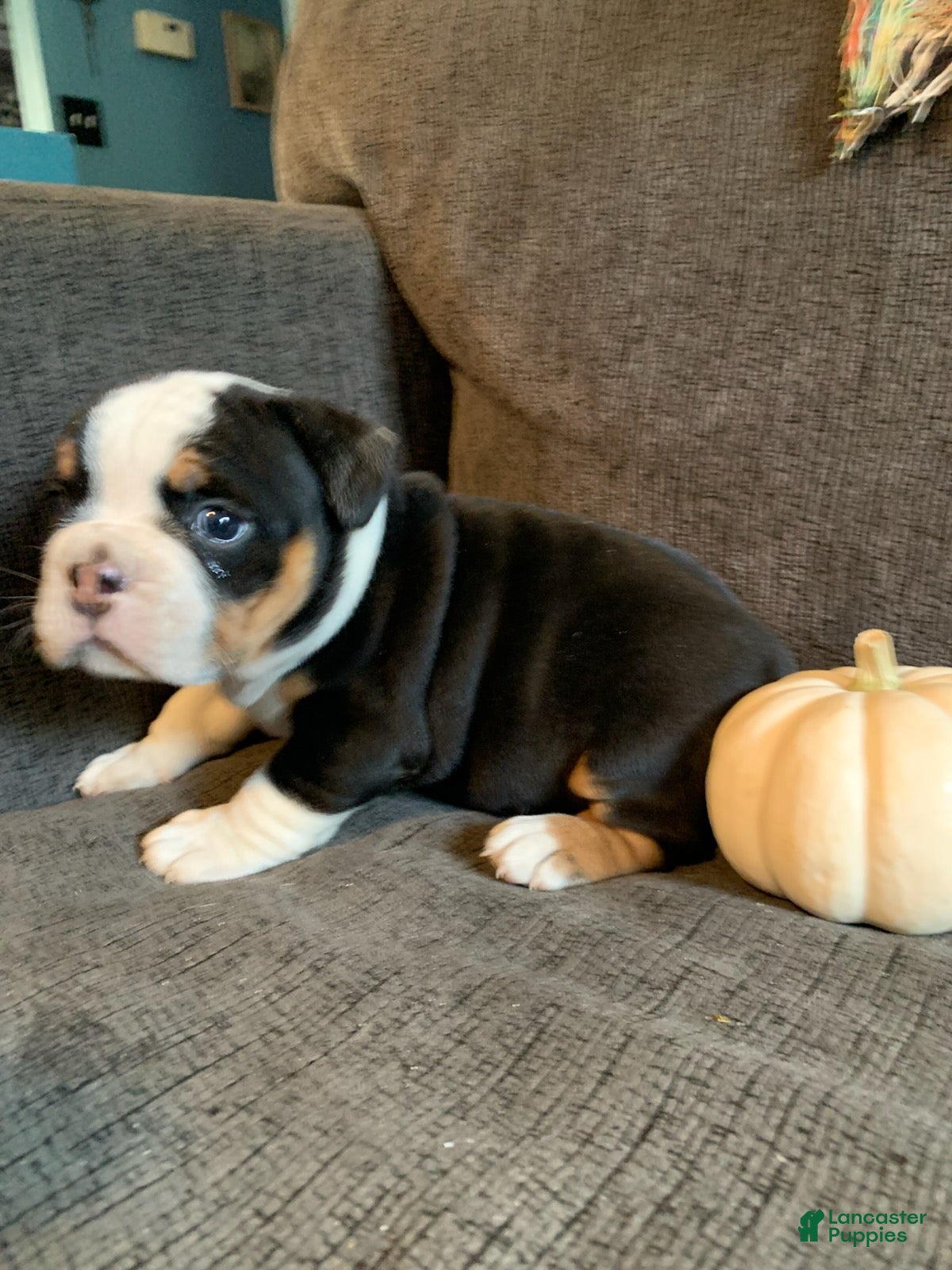 English Bulldog dogs Star - Ad 28