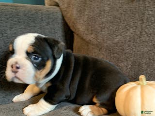 English Bulldog dogs Star - Ad 4