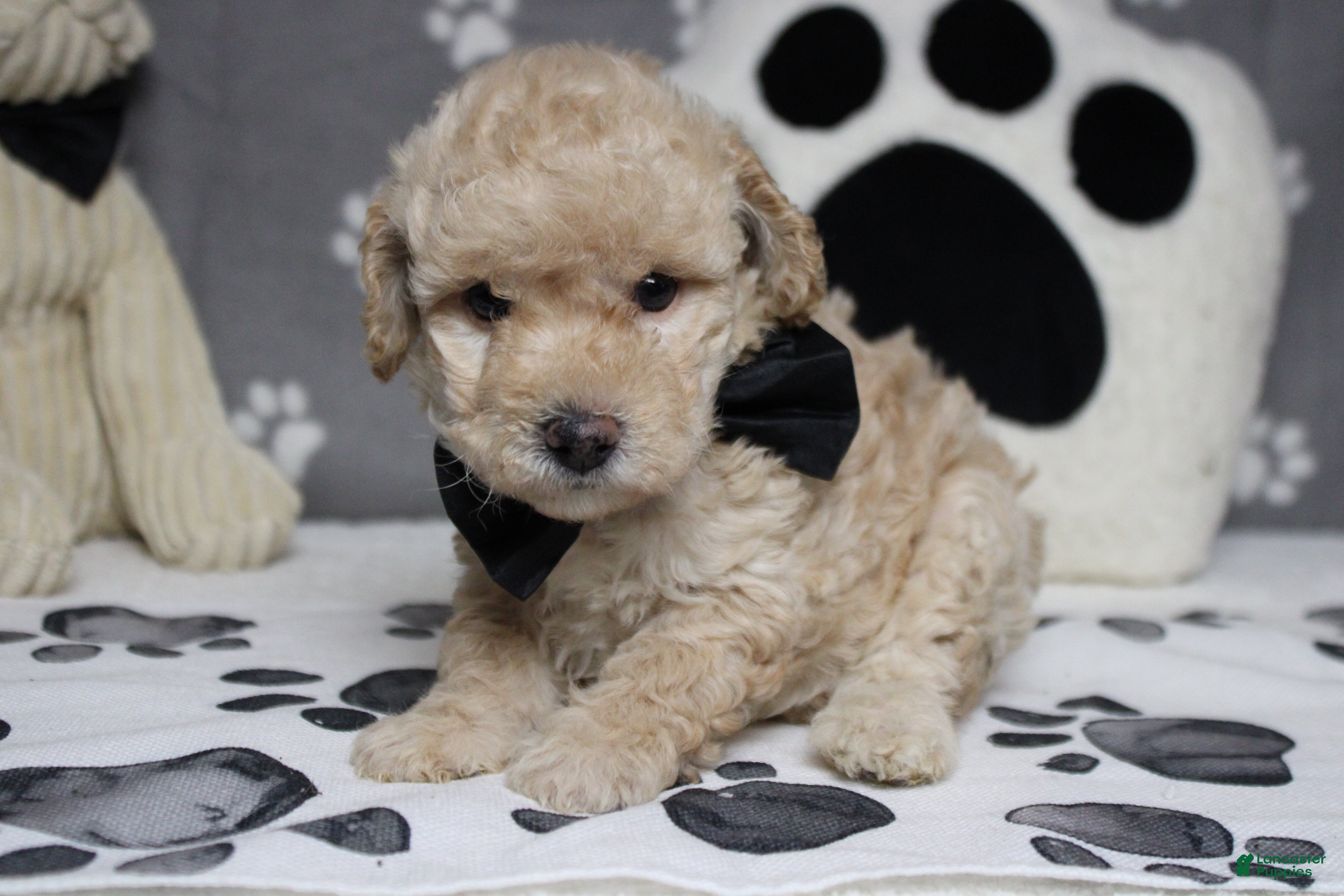 Toy Poodle dogs Theodore  - Ad 14