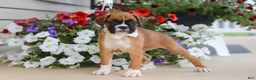Boxer dogs for sale: Tasha - Ad 2