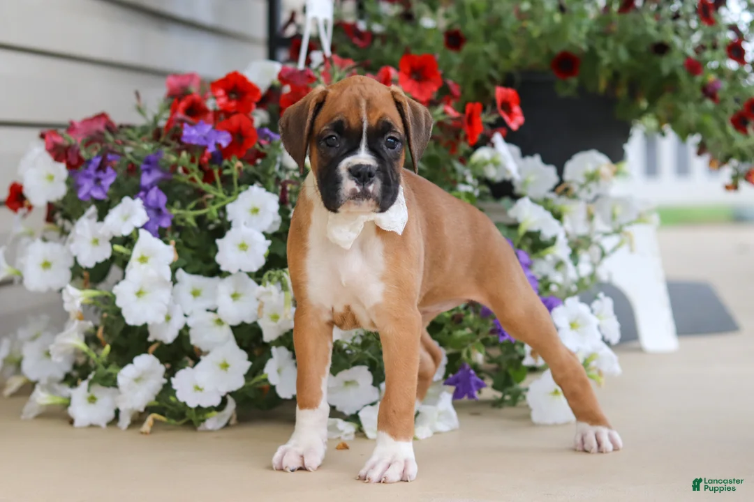 Boxer dogs for sale: Tasha - Ad 2