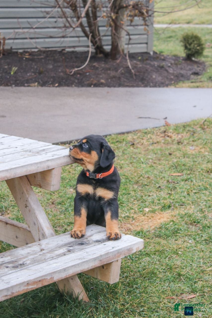 Rottweiler dogs Farley - Ad 1