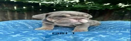 English Bulldog dogs for sale: English Bulldog 8 - Ad 3