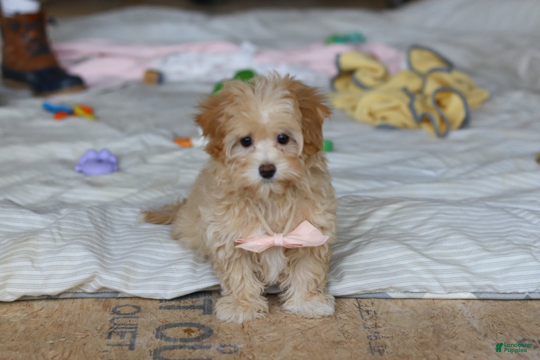 Havapoo dogs for sale: Clover - Ad 2