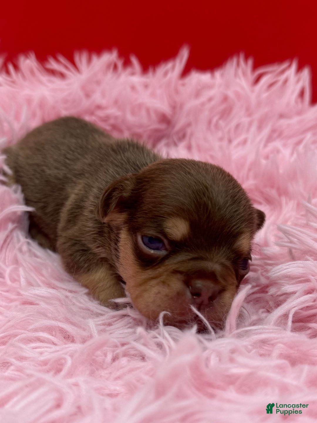 French Bulldog dogs for sale: French Bulldog Puppy 4 - Ad 8