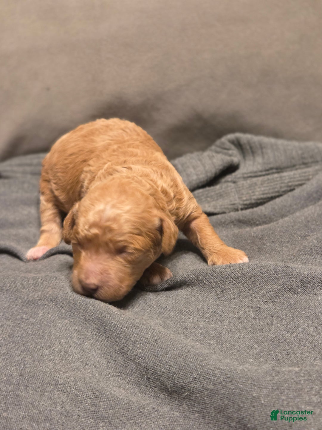Mini Goldendoodle dogs for sale: Mini Goldendoodle Puppy 1 - Ad 3