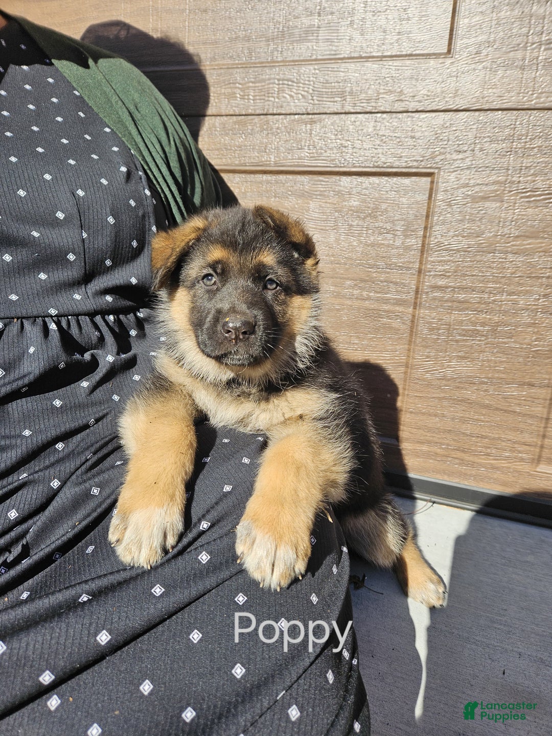 German Shepherd dogs for sale: German Shepherd Puppy 8 - Ad 10