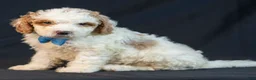 Mini Goldendoodle dogs for sale: Maverick - Ad 5