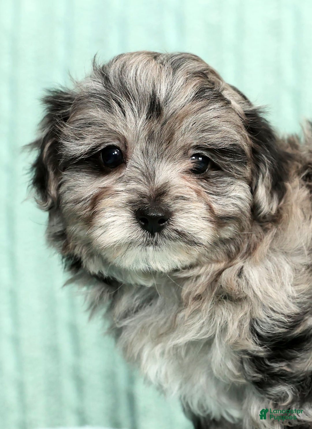 Pomapoo dogs for sale: Thad - Ad 9