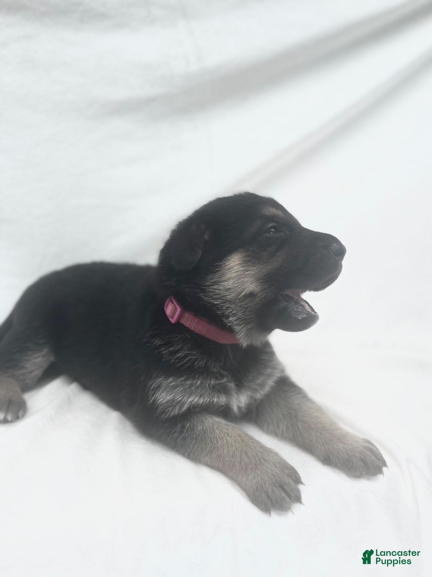 German Shepherd dogs Rosie - Ad 2