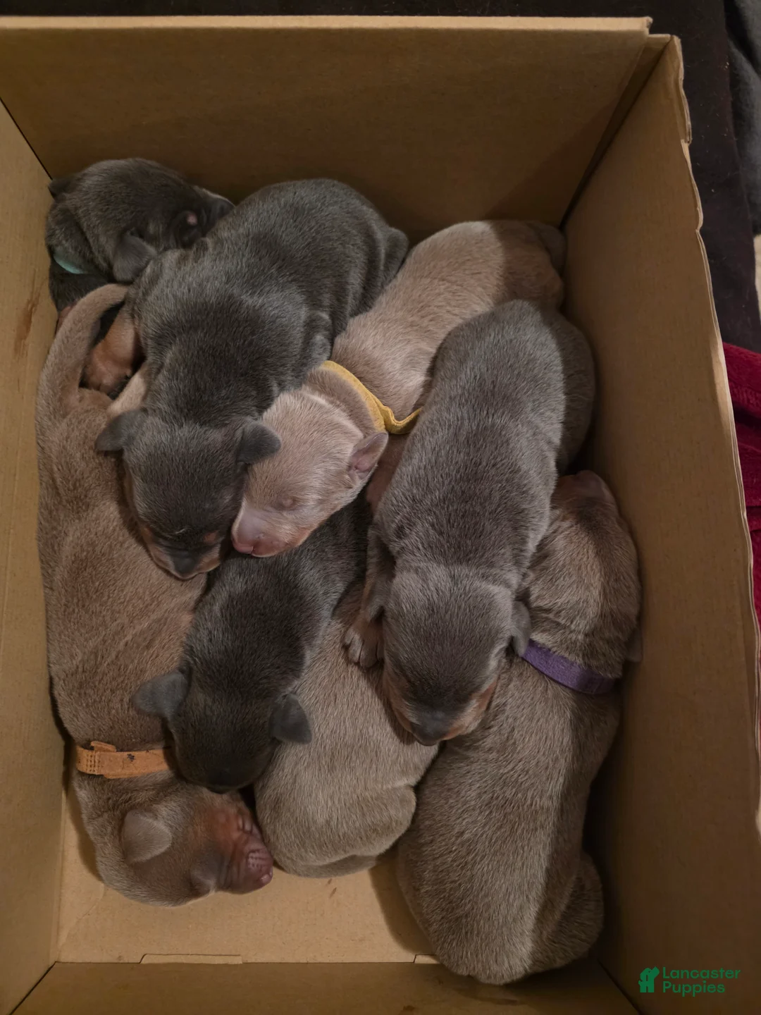 Doberman Pinscher dogs for sale: Doberman Pinscher Puppy Hunter - Ad 9