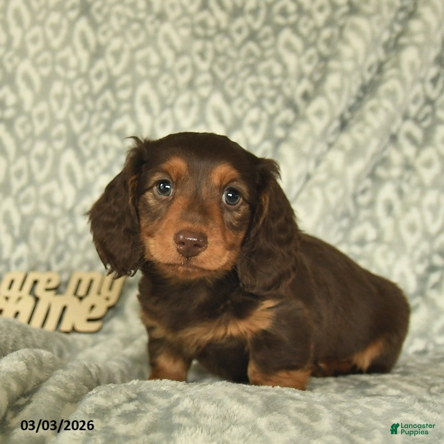 Miniature Dachshund dogs Archie  - Ad 1