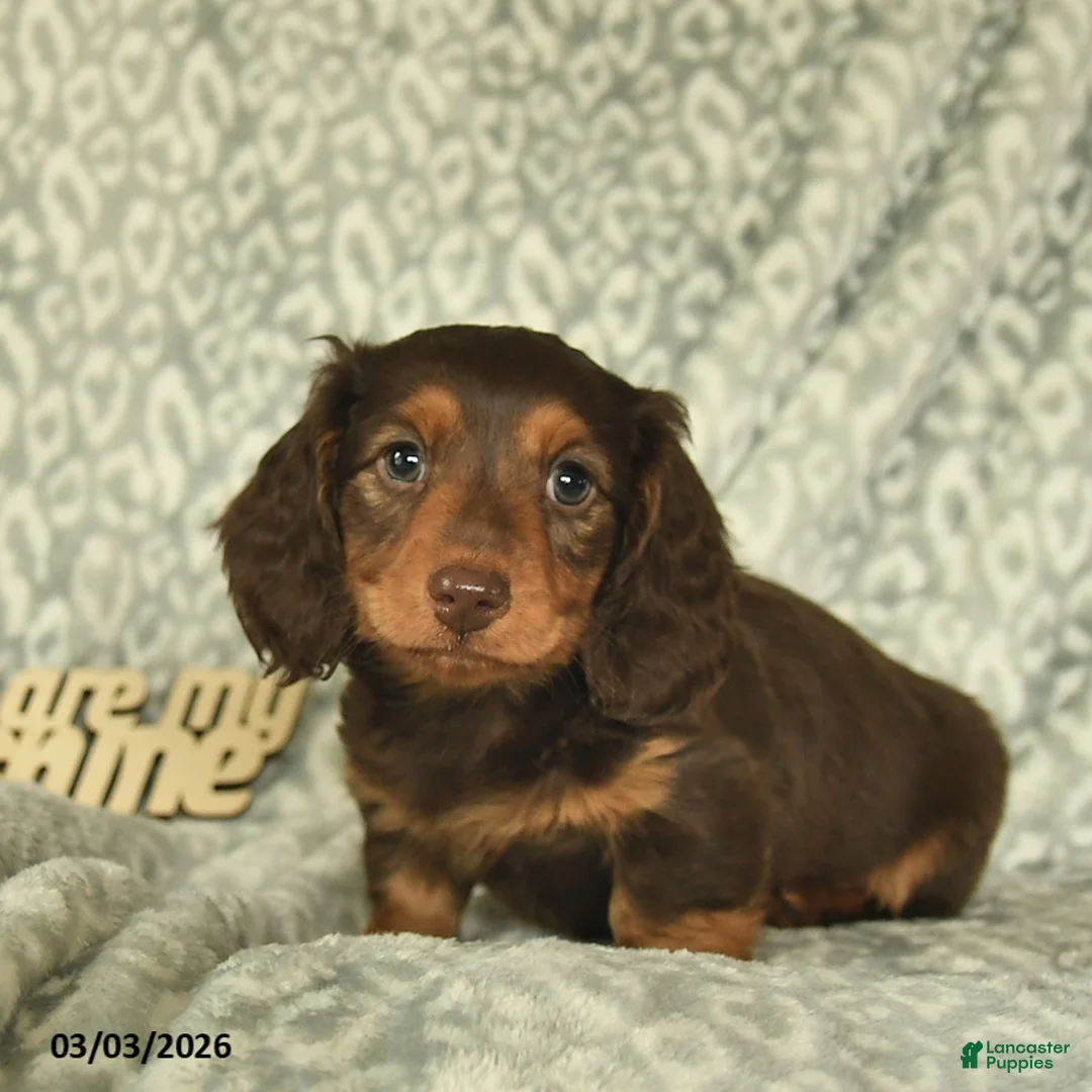 Miniature Dachshund dogs for sale: Archie  - Ad 1