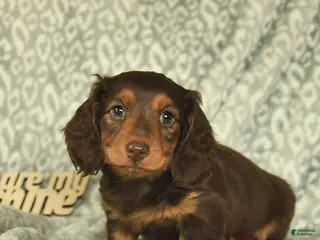 Miniature Dachshund dogs for sale: Archie - Ad 1