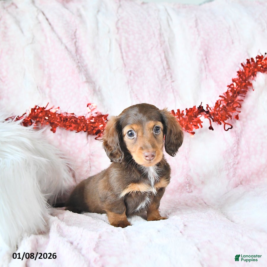 Miniature Dachshund dogs Randy - Ad 39