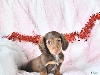 Miniature Dachshund dogs Randy - Ad 39