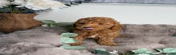Mini Goldendoodle dogs for sale: Honey 🍯 | Female Goldendoodle Puppy - Ad 8