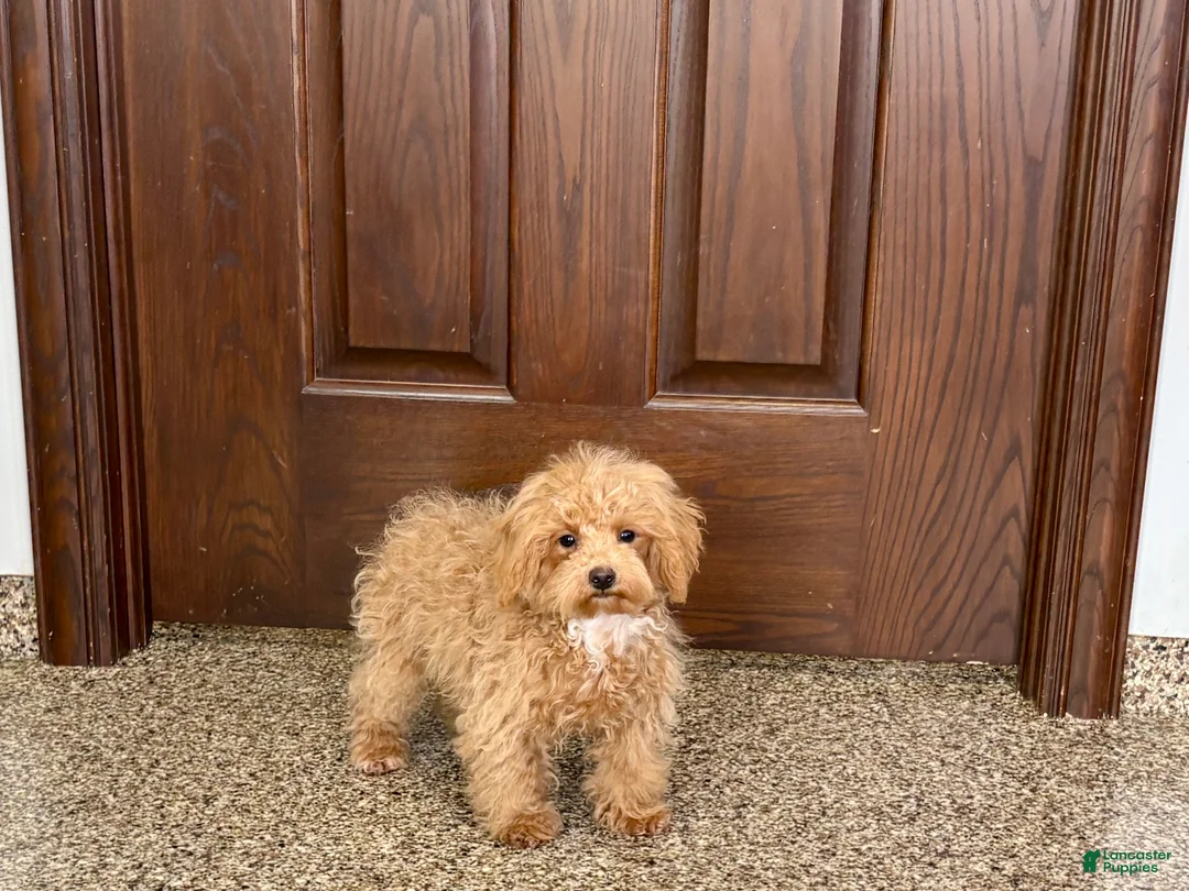 Maltipoo dogs for sale: Morty - Ad 7