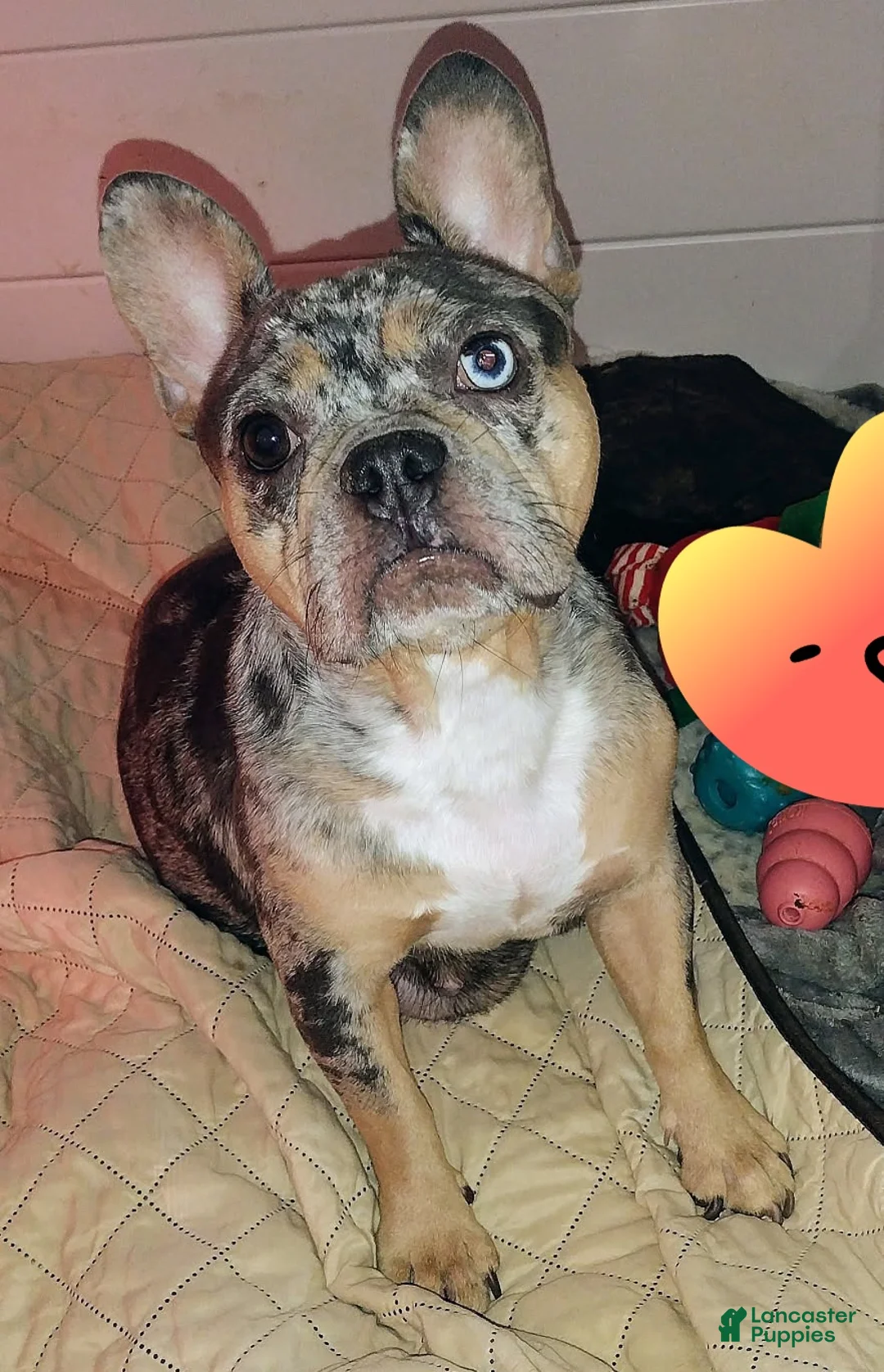 French Bulldog dogs for sale: French Bulldog Puppy 1 - Ad 15