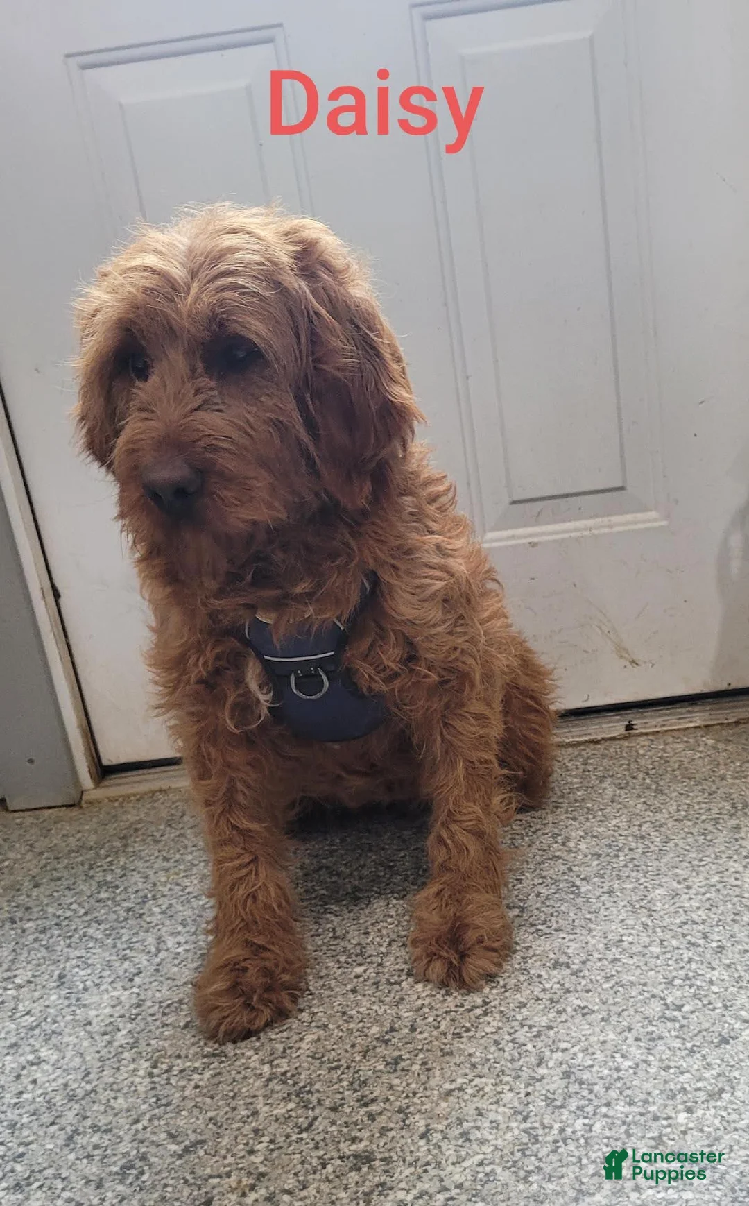 Mini Goldendoodle dogs for sale: Brady - Ad 11