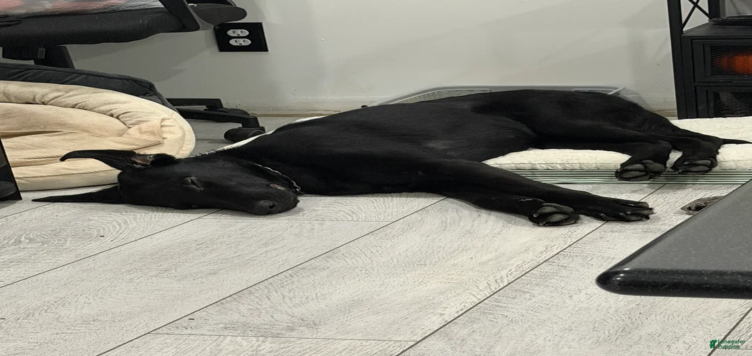 Gallery Image {{count}}