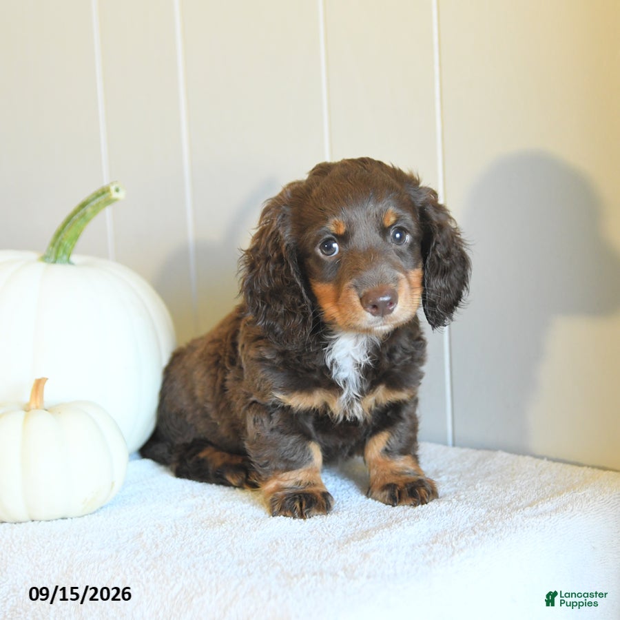 Miniature Dachshund dogs Casey - Ad 1