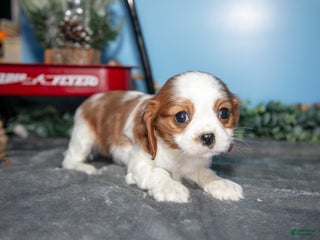 Cavalier King Charles Spaniel dogs Stella - Ad 33
