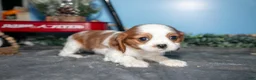 Cavalier King Charles Spaniel dogs for sale: Stella - Ad 1