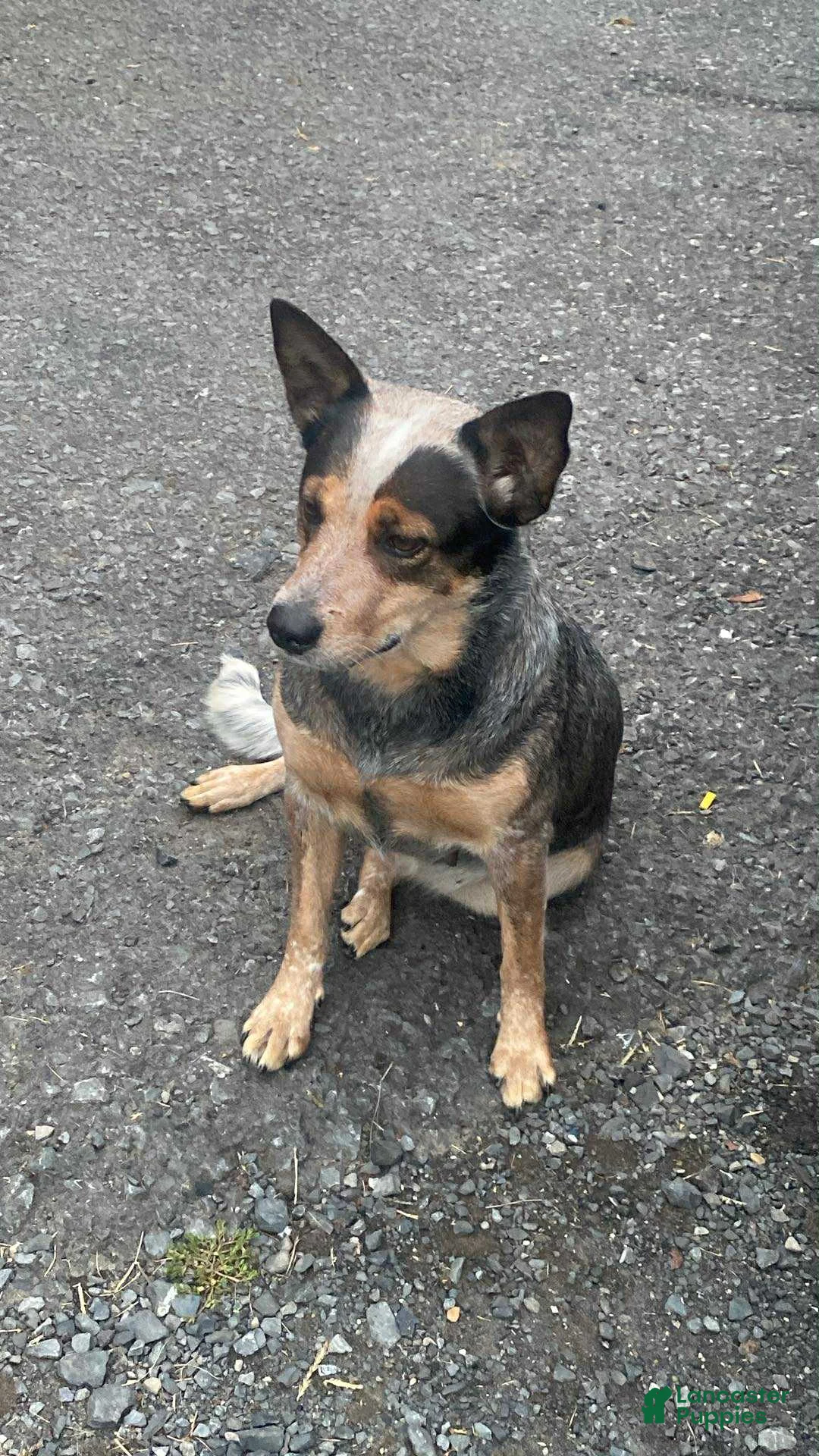 Australian Cattle Dog dogs for sale: Gunnar  - Ad 9