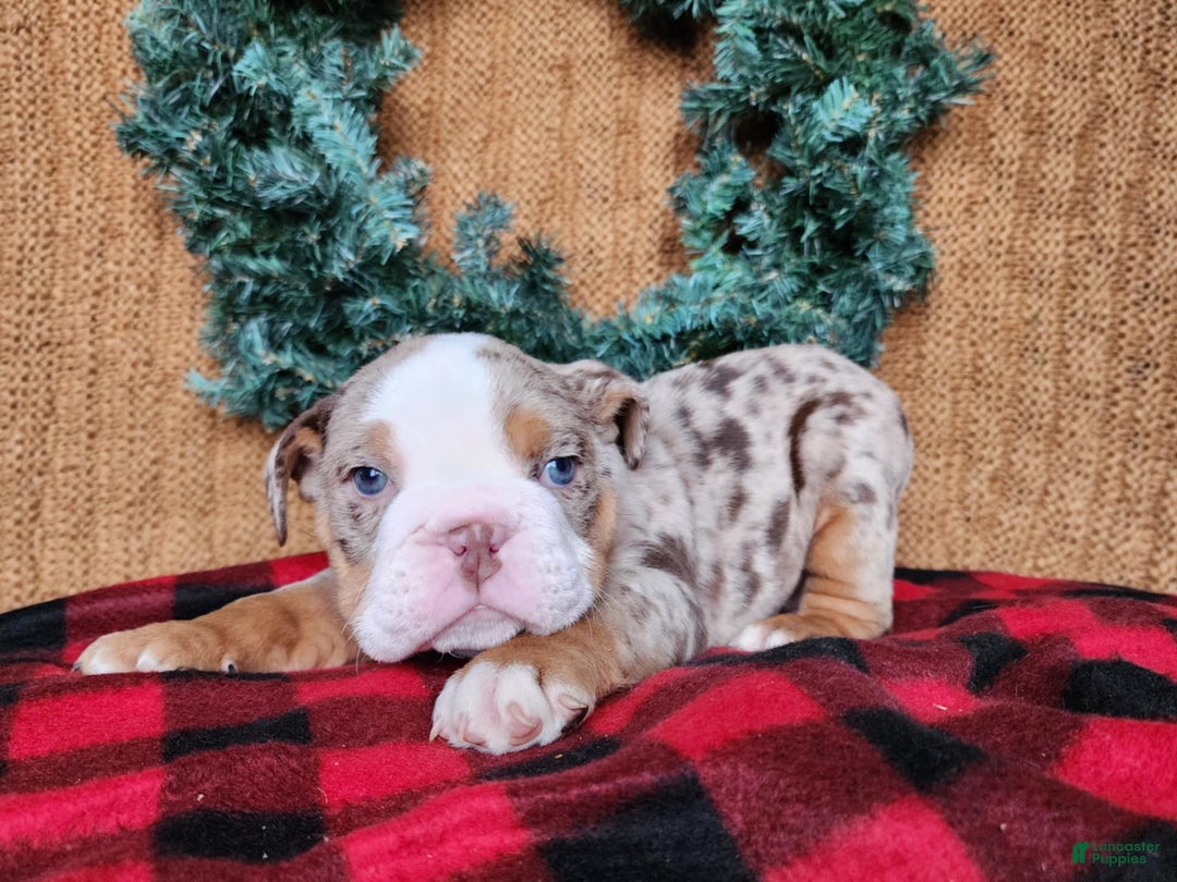 English Bulldog dogs for sale: Fletch - Ad 15