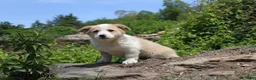 Mixed Breed dogs for sale: Ollie - Ad 6