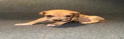 Great Dane dogs for sale: White Collar - Ad 2