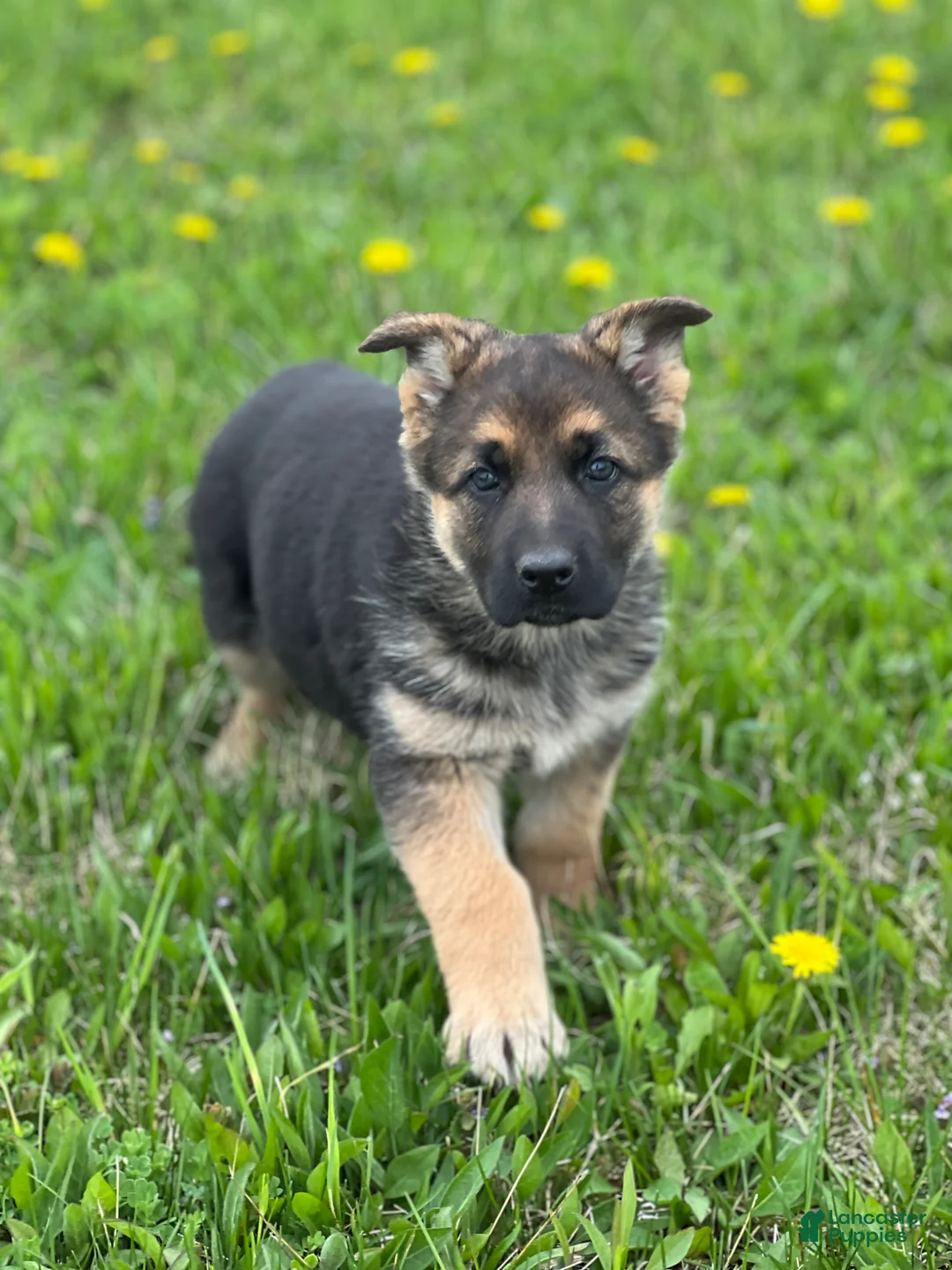 German Shepherd dogs for sale: Lulu - Ad 2