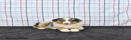 Australian Shepherd dogs for sale: Pixie - Ad 4