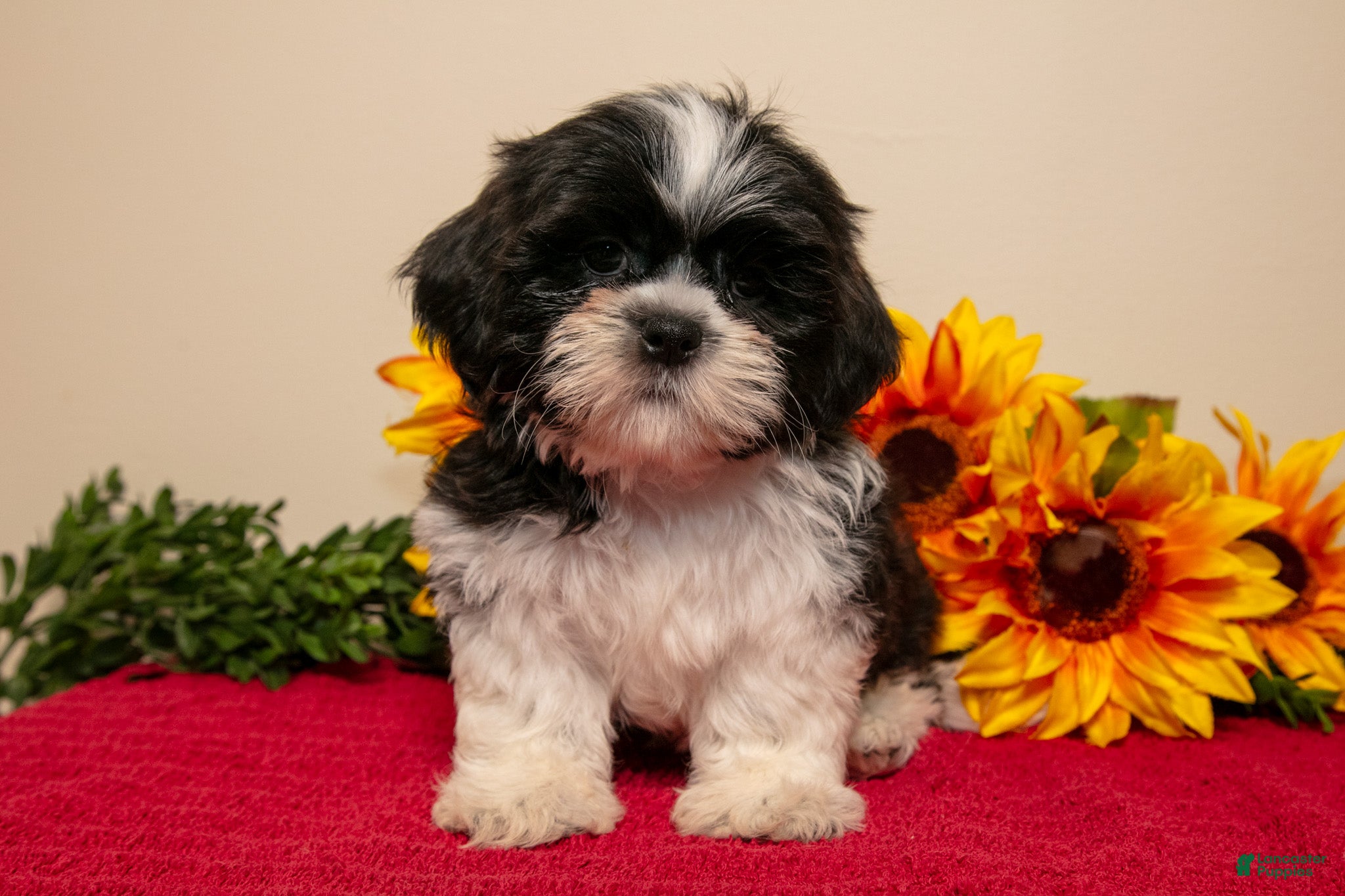 Shih Tzu dogs Theo - Ad 2