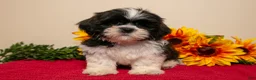 Shih Tzu dogs for sale: Theo - Ad 2