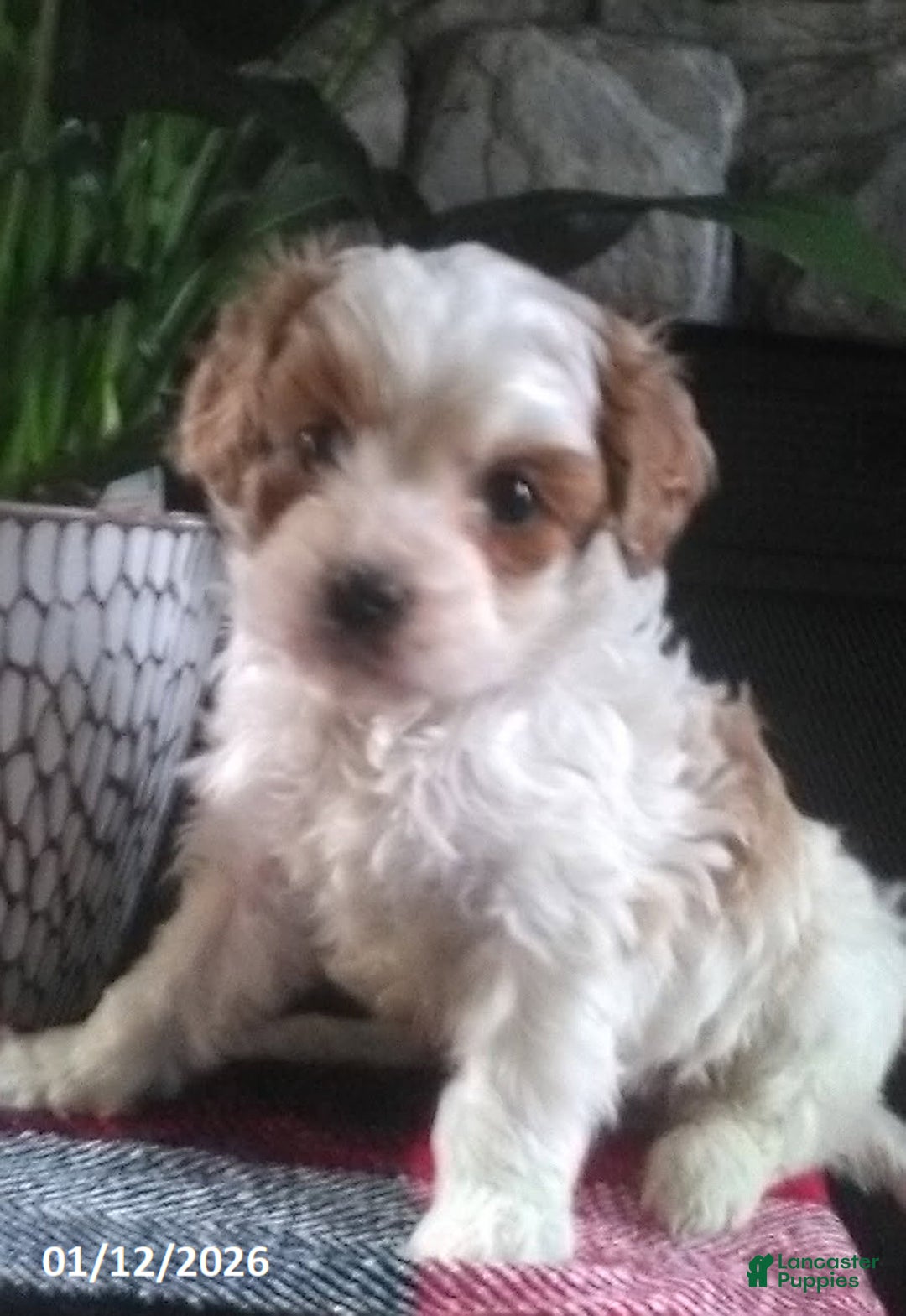 Cavapoo dogs for sale: Victor - Ad 2